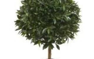 У лавра сохнут листья что делать