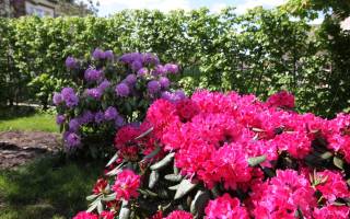 Азалия японская садовая посадка и уход