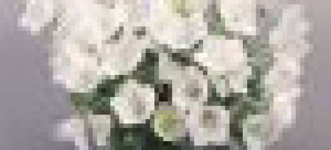 Комнатные цветы жених и невеста как ухаживать