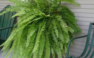 Как правильно пересадить папоротник комнатный