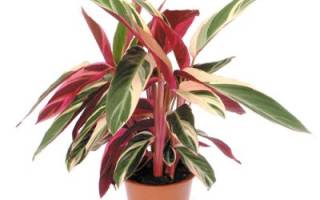 Строманта сохнут листья что делать