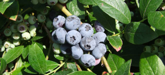 Голубика элизабет посадка и уход