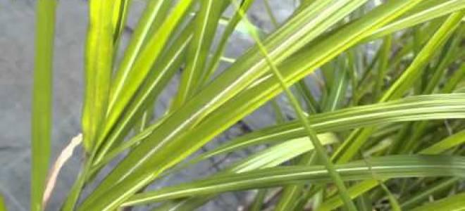 Мискантус зебрина посадка и уход