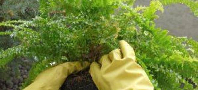 Как размножить папоротник комнатный