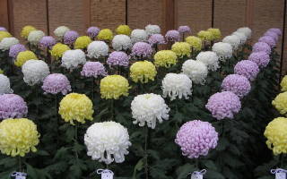 Хризантема шаровидная зимовка в открытом грунте