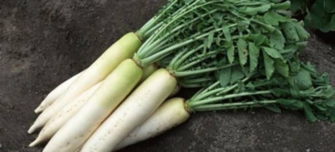 Дайкон миноваси посадка и уход