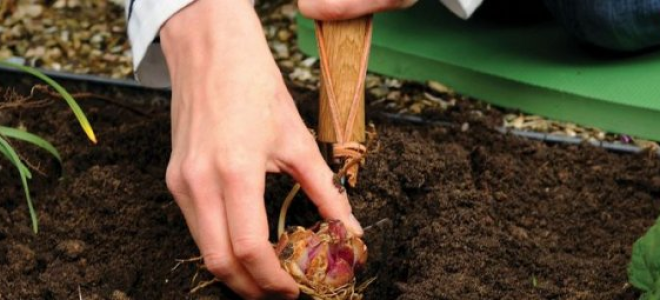 Посадка луковиц лилий осенью