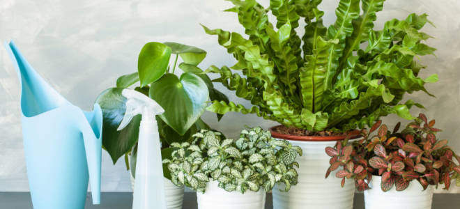 Как оживить засохший цветок в горшке