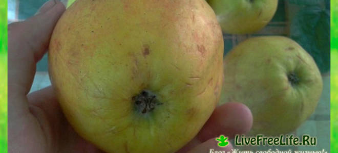 Чем обрабатывают яблоки в супермаркете