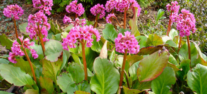 Бадан толстолистный посадка и уход